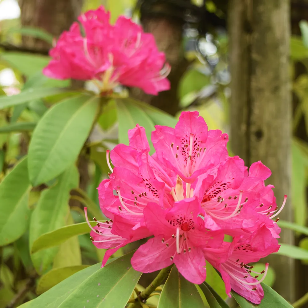 花の画像