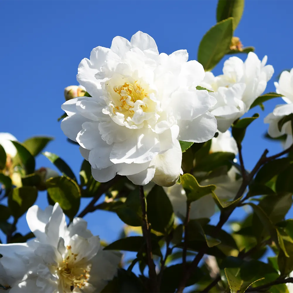 花の画像